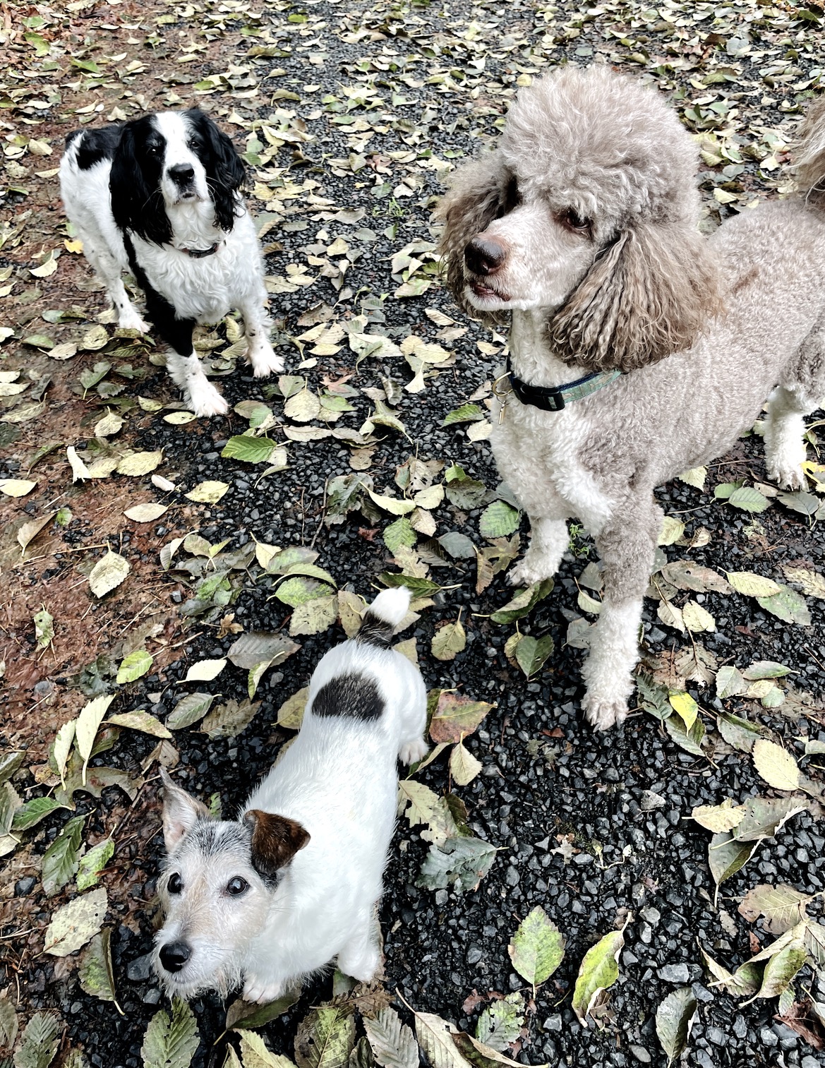 Springer Spaniel, Poodle, and Terrier with autumn leaves